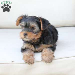Olive, Yorkie Puppy