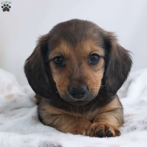 Olin, Dachshund Puppy