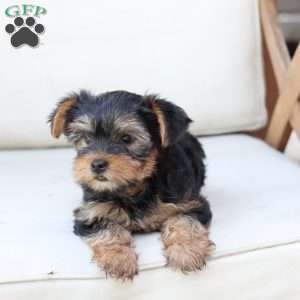 Olive, Yorkie Puppy