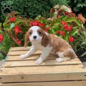 Kylie, Cavalier King Charles Spaniel Puppy