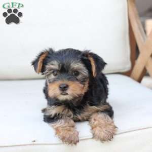 Olive, Yorkie Puppy