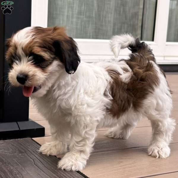 Rascal, Shih-Poo Puppy