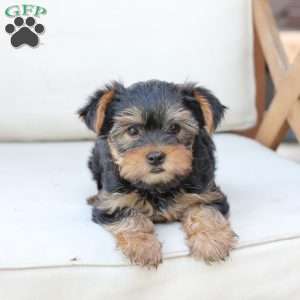 Olive, Yorkie Puppy