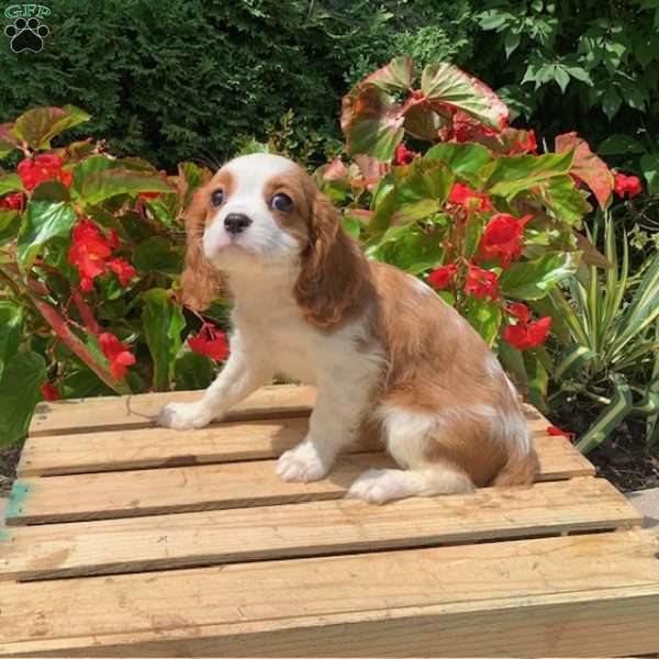 Kylie, Cavalier King Charles Spaniel Puppy