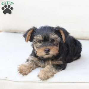 Olive, Yorkie Puppy