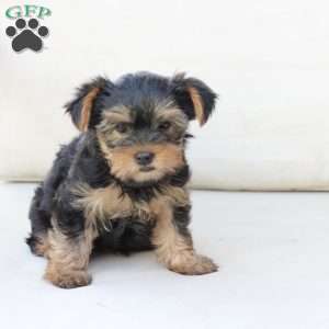Olive, Yorkie Puppy