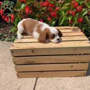 Bailey, Cavalier King Charles Spaniel Puppy