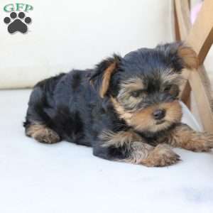 Olive, Yorkie Puppy