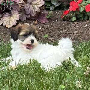 Sweetie, Shih-Poo Puppy