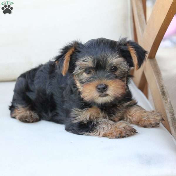 Olive, Yorkie Puppy