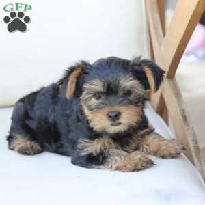 Olive, Yorkie Puppy