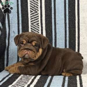 Jules, English Bulldog Puppy