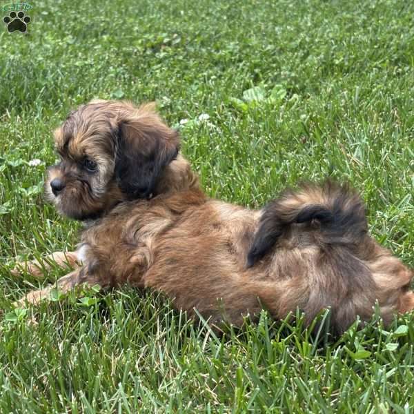 Chocolate, Shih-Poo Puppy