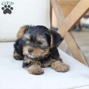 Olive, Yorkie Puppy