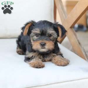 Olive, Yorkie Puppy