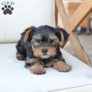 Olive, Yorkie Puppy