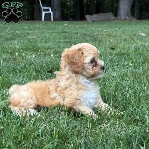 Carmel, Shih-Poo Puppy