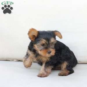 Chloe, Yorkie Puppy