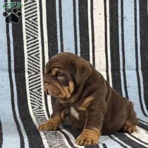 Jules, English Bulldog Puppy