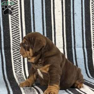 Jules, English Bulldog Puppy
