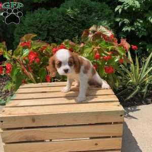 Bailey, Cavalier King Charles Spaniel Puppy