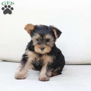 Chloe, Yorkie Puppy
