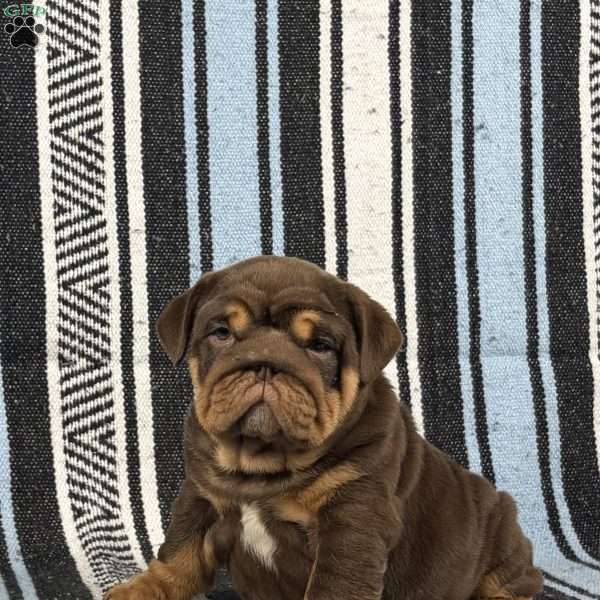 Jules, English Bulldog Puppy