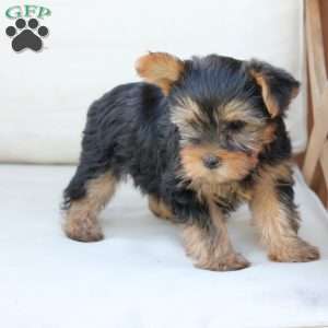 Chloe, Yorkie Puppy