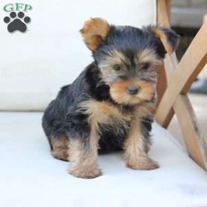 Chloe, Yorkie Puppy