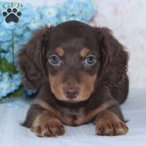 Noah, Dachshund Puppy
