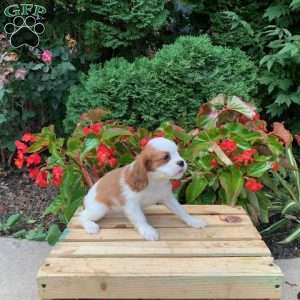 Bailey, Cavalier King Charles Spaniel Puppy