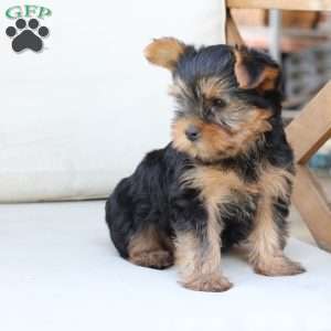 Chloe, Yorkie Puppy