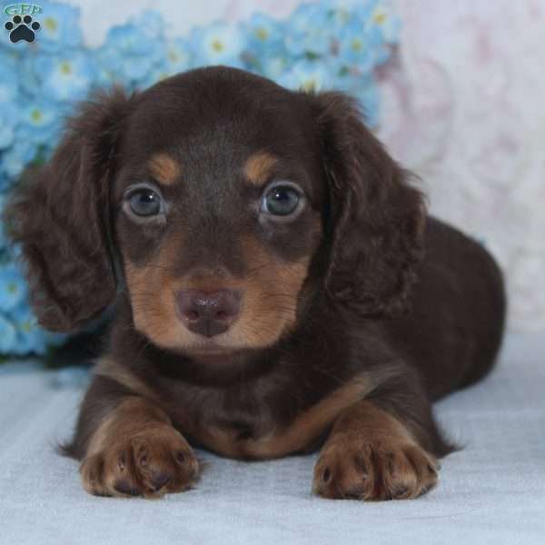 Noah, Dachshund Puppy