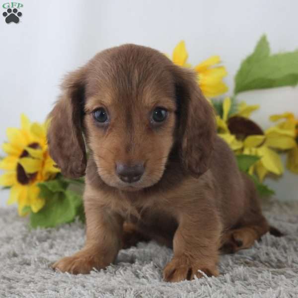 Oscar, Dachshund Puppy