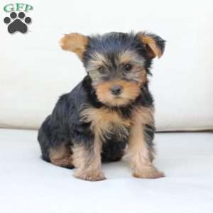 Chloe, Yorkie Puppy