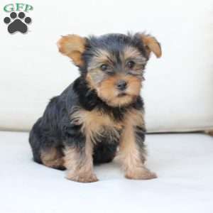 Chloe, Yorkie Puppy