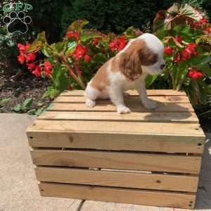 Bailey, Cavalier King Charles Spaniel Puppy