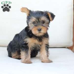 Chloe, Yorkie Puppy