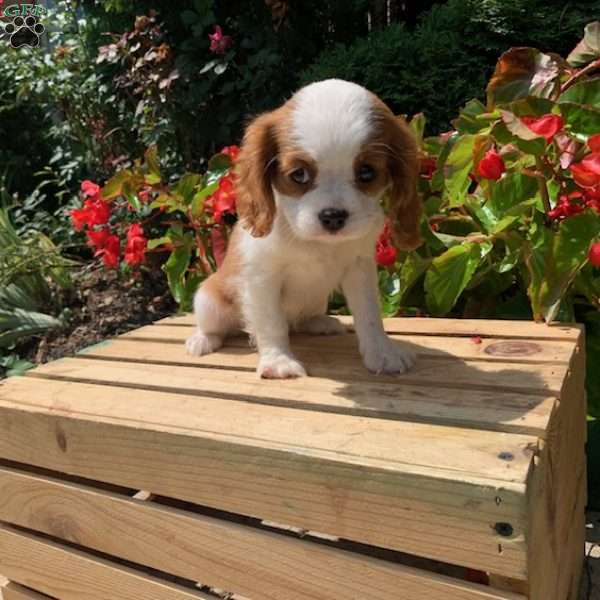 Bailey, Cavalier King Charles Spaniel Puppy