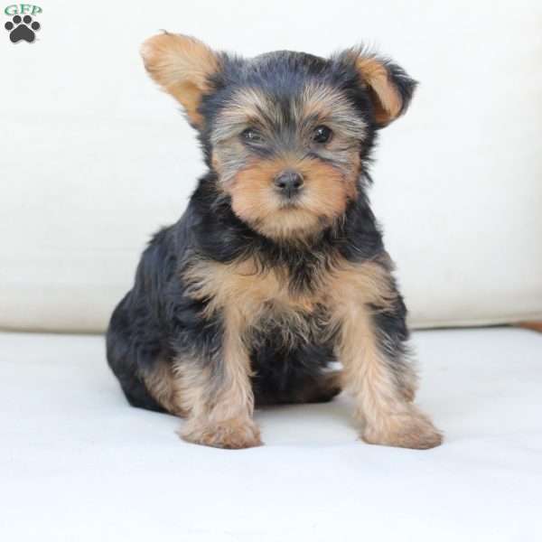 Chloe, Yorkie Puppy