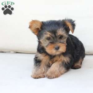 Chloe, Yorkie Puppy