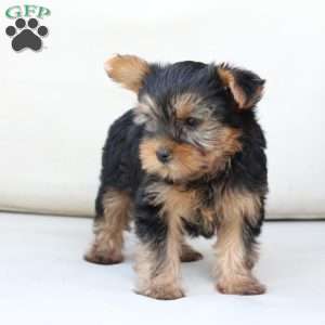 Chloe, Yorkie Puppy