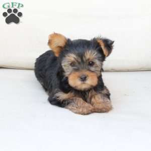 Chloe, Yorkie Puppy