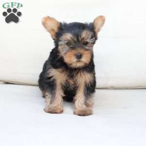 Chloe, Yorkie Puppy