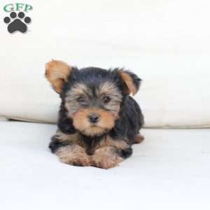 Chloe, Yorkie Puppy