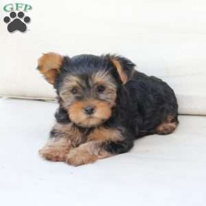Chloe, Yorkie Puppy