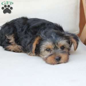 Winston, Yorkie Puppy
