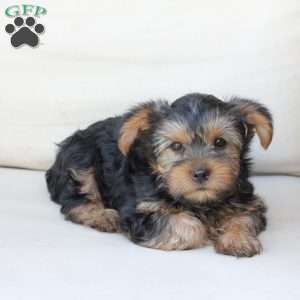 Winston, Yorkie Puppy