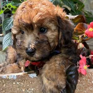 Tesla, Yorkie Poo Puppy