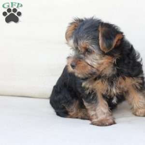Winston, Yorkie Puppy
